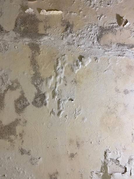 Reliable Auburn, IN Mold Removal Solutions