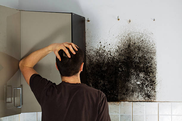 Best Residential Mold Removal  in Auburn, IN