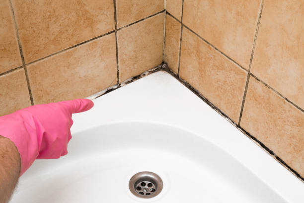 Best Emergency Mold Removal  in Auburn, IN